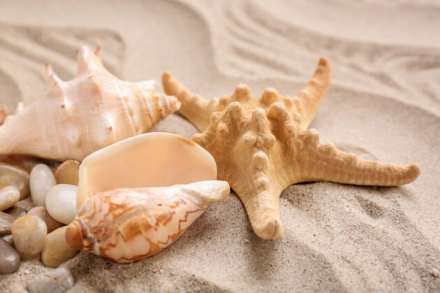 不同不同的贝壳和海星在沙滩上海洋生态动物