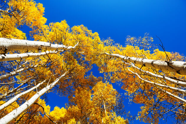 风景黄色调的秋景秋天的背景乡村橘子林地