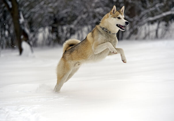 纯种狗哈士奇狗在公园散步动物哈士奇狗冬天