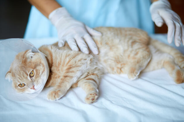 手术兽医正在给一只可爱漂亮的猫做阉割后的检查 这是兽医的概念室内医院动物