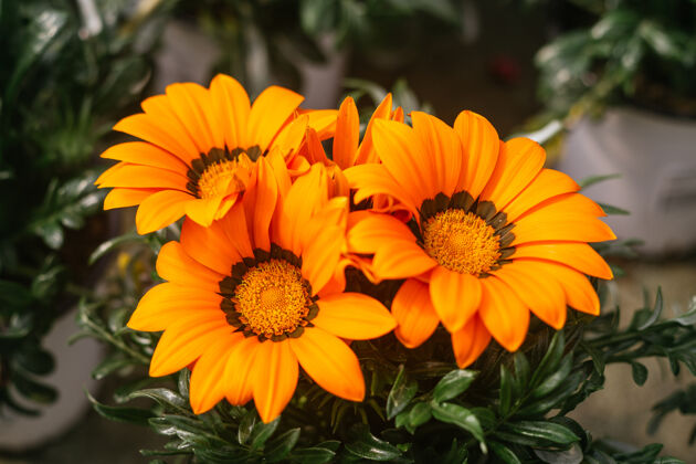 花园美丽的橙色加扎尼亚花开在春天的宏观摄影颜色花夏天