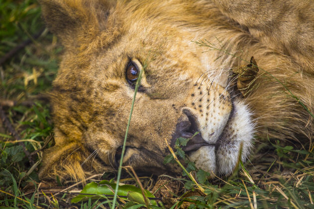 伙计一头狮子在花园里吃过东西后睡着了草.参观无保护或受伤的重要孤儿院肯尼亚动物!人 动物 非洲 旅游业 非洲 年轻 躯干 大 救援 饲料 保留 牧群 可爱 食肉动物 注意