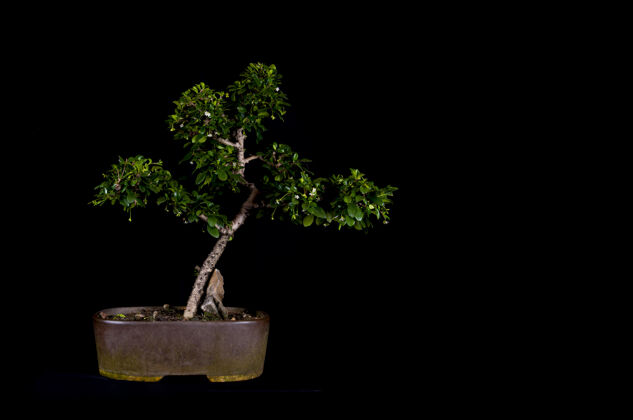 园艺一个传统的日本盆景微型树在一个黑色背景上孤立的锅室内植物园艺学植物学