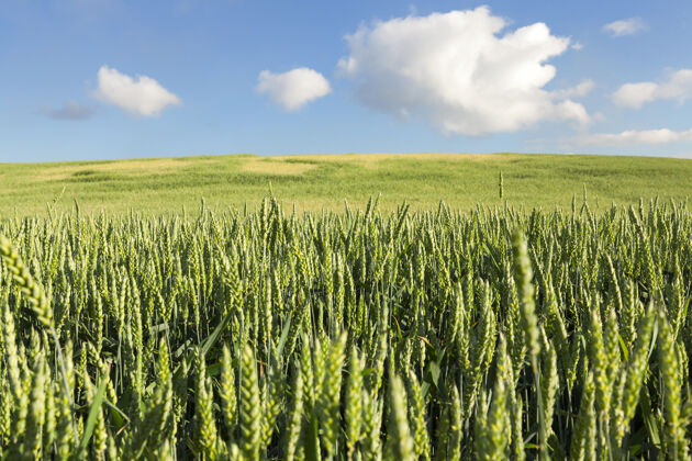 农业种植未成熟谷物的农田 小麦蓝背景是云的天空健康乡村卷
