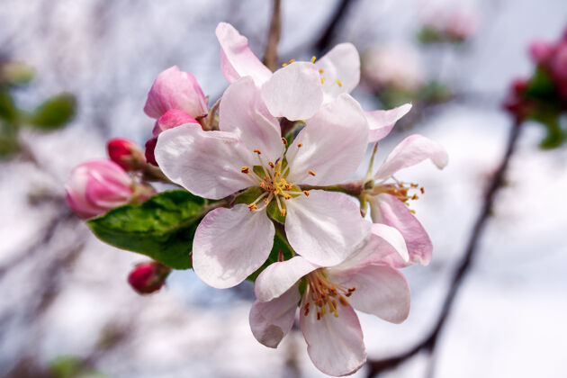 生长开放的花朵和苹果树的花蕾苹果花植物自然