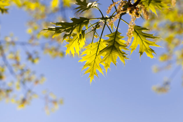 开始春天阳光下新鲜的橡树叶生命阳光花园