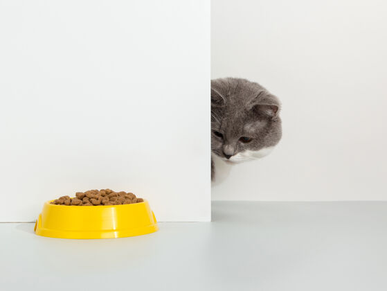 吃灰猫从角落里偷看 动物情绪激动 看着碗里的食物 就一个白色 概念护理爪子菜