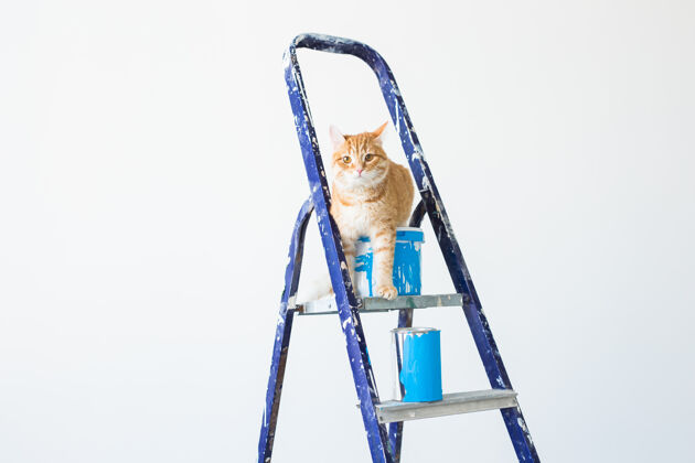 衬衫猫坐在梯子上猫墙设备