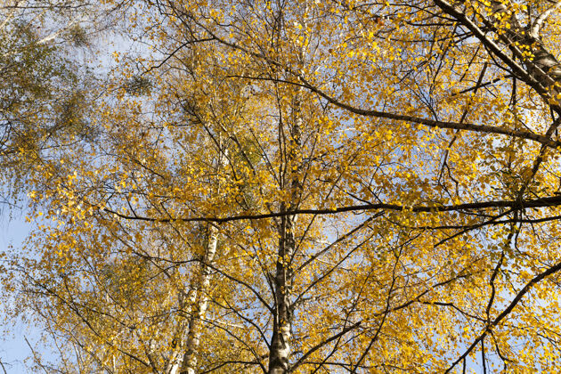 森林秋天树枝和橘黄色桦叶的特写镜头树干秋天灌木