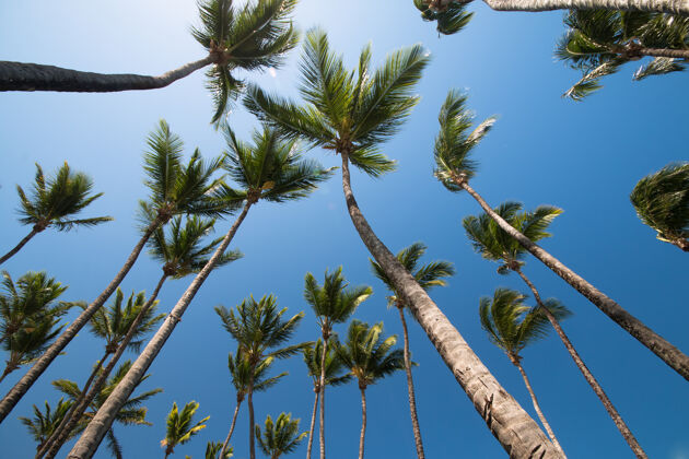 背景以椰子树和蓝天为背景的热带景观树叶夏天旅游