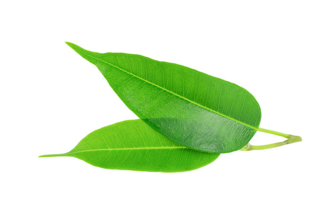 植物孤立的茶树绿叶自然茶树草本