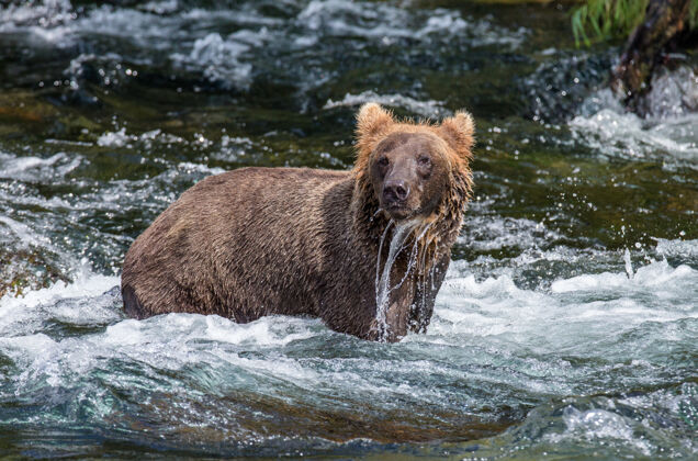 环境棕熊站在美国阿拉斯加州卡迈国家公园的河里野生动物水熊