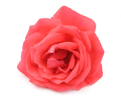 情人节一朵美丽的粉红玫瑰挂在白色的墙上浪漫玫瑰美丽
