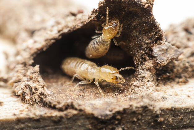 木材白蚁在分解木头隧道处理结构