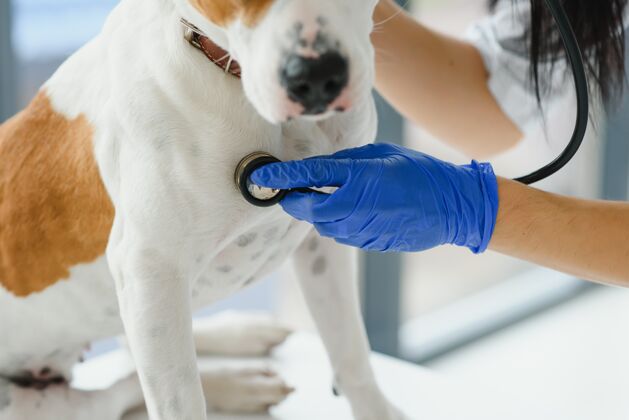 动物女兽医和兽医在动物诊所狗小狗专家