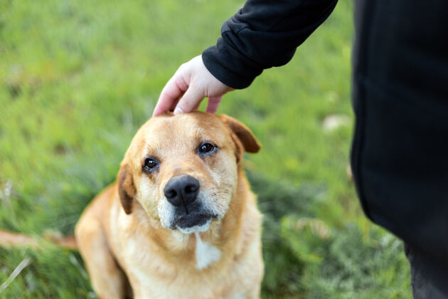 动物在一个绿色的公园里 一只可爱的快乐的狗被一个男人的手抚摸着操场金毛猎犬户外