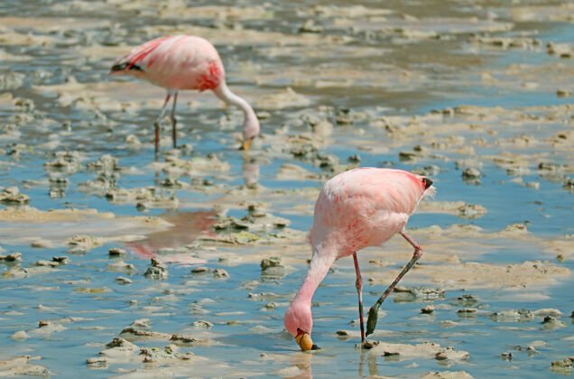 倒影一对粉红色的火烈鸟在玻利维亚拉古纳河迪翁达湖的浅盐水中吃草度假户外度假