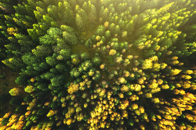 树冠从上到下鸟瞰秋天森林里鲜绿的云杉和黄色的秋树空中山土地