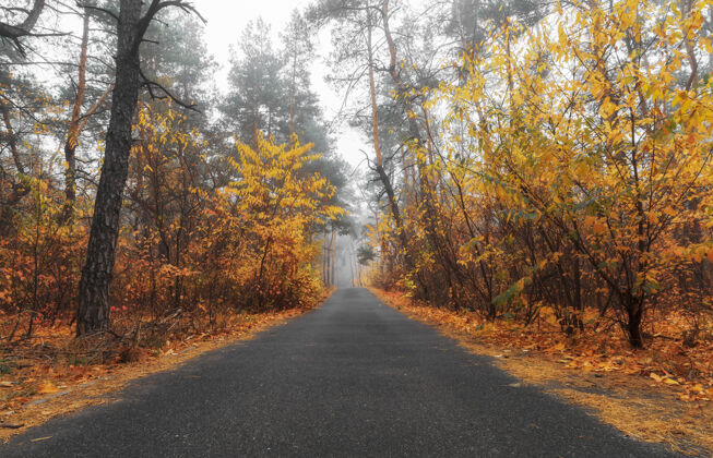 美丽雾蒙蒙的秋林里铺着橘黄色的柏油路树叶秋天风景乡村路雾