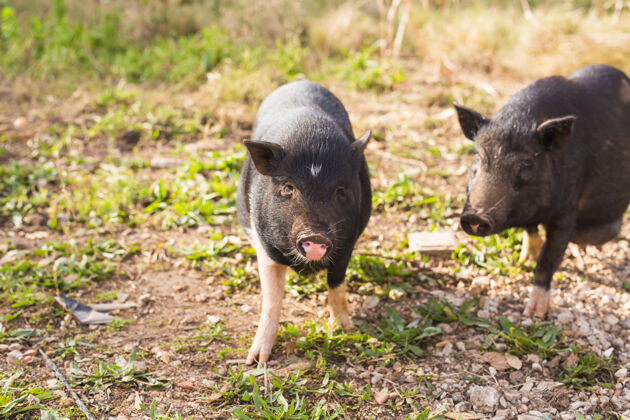 田野小野性猪野生的黑猪或猪在草地上行走哺乳动物食物自然