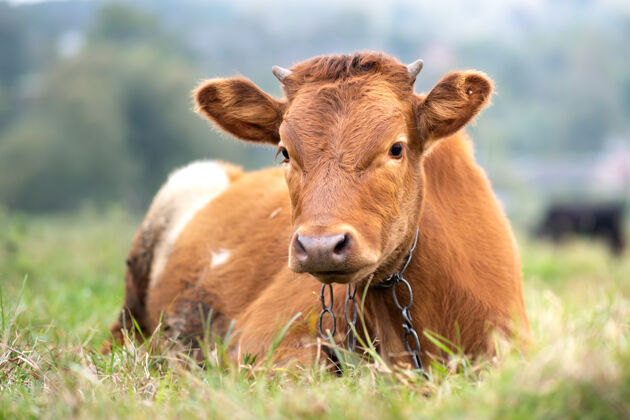 草地在农场的草地上吃草的棕色奶牛工业农村饲料