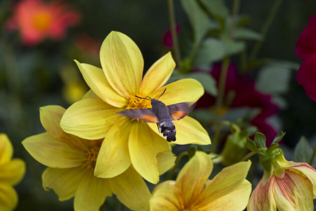 花大蜜蜂在花头上飞 植物.昆虫野生动物昆虫花粉叶