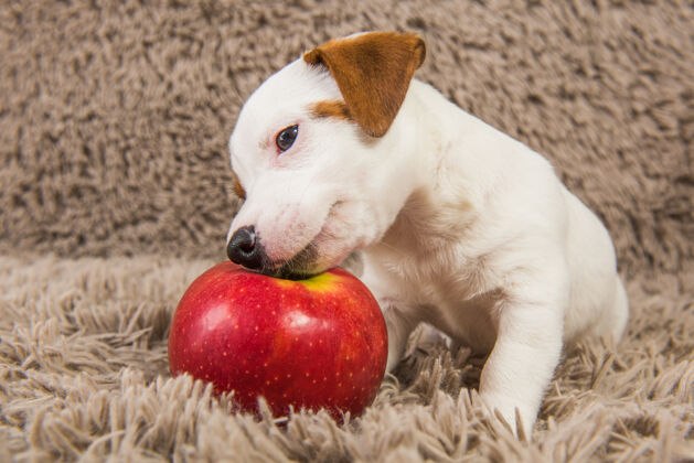 宠物有趣的杰克罗素小狗小狗躺在红苹果品种牙齿小