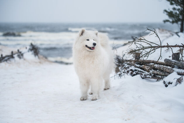 狗拉脱维亚雪海海滩上有一只漂亮的萨莫耶德白狗品种幼犬动物