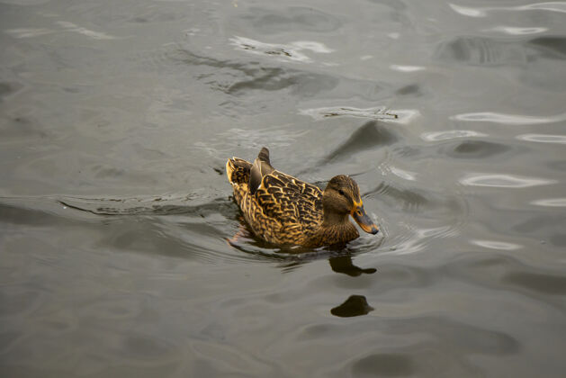 水平鸭子在湖里游泳 特拉凯湖树野生动物鸟
