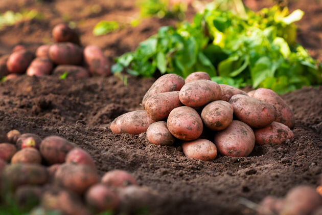 新鲜成熟新鲜的马铃薯在地上收割户外自然生的