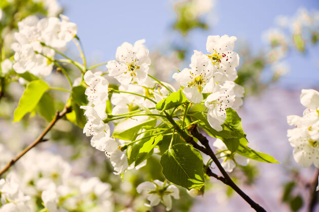 树春暖花开 枝头开白花 樱花盛开的时候 大自然的背景精致花花园