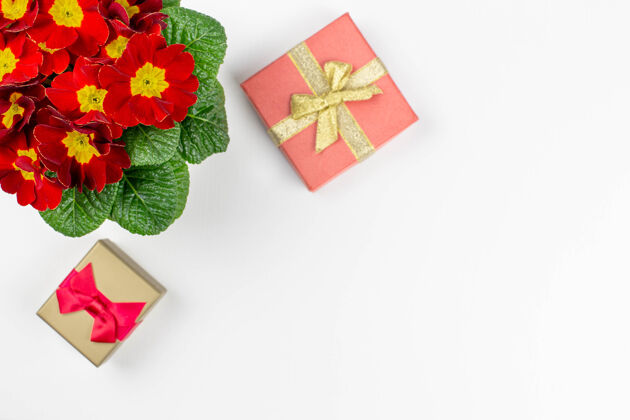 盒子一束美丽的红色春花 白色的礼盒上留有文字空间植物情人节特写