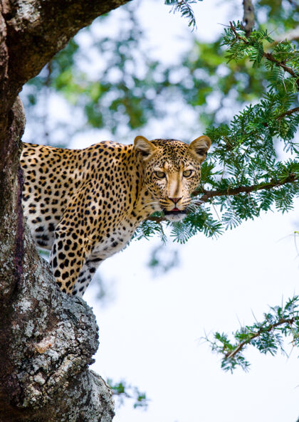 大自然美洲豹树.国家肯尼亚坦桑尼亚公园马赛先生塞伦盖蒂.!自然 非洲 狩猎 豹子 猎人 大草原 野生动物 捕食者 国家公园 哺乳动物 大猫 野生自然 塞伦盖蒂 照片之旅 斑点猫