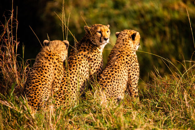 空中马赛马拉国家保护区的猎豹国家公园草肯尼亚