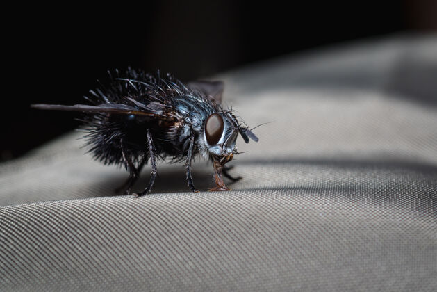 世界苍蝇在织物上寻找食物捕获细节无脊椎动物