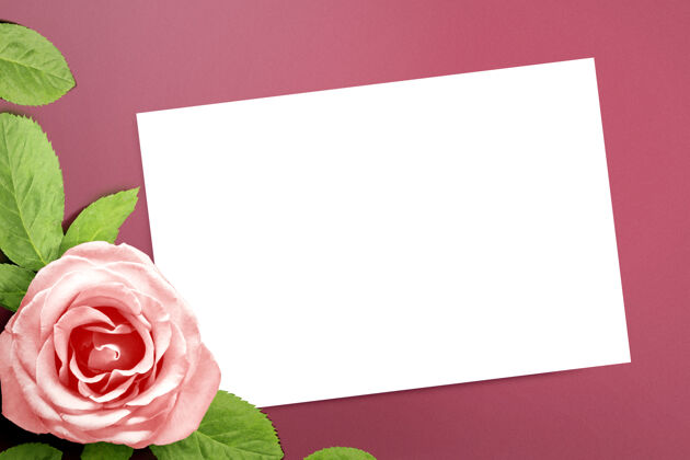 天空白的白纸和粉红色的玫瑰色的墙情人节礼物天空的复制空间情人节植物纸