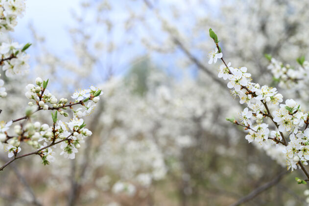 培育李子在大自然的早春开白花花环境早期