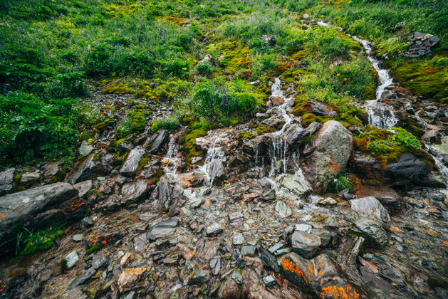 高山在茂密的苔藓和茂盛的植被中 有许多清澈的泉水流溪流苔藓奇迹