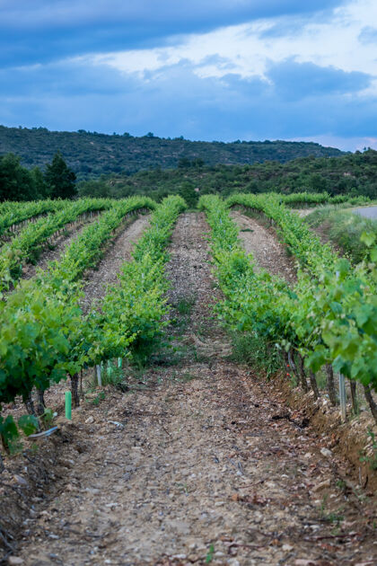 葡萄葡萄园排在西班牙的惠斯卡省线路夏天农业