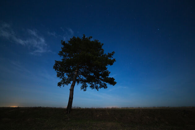 夜晚針葉樹在夜空星空的表面星系月光星云