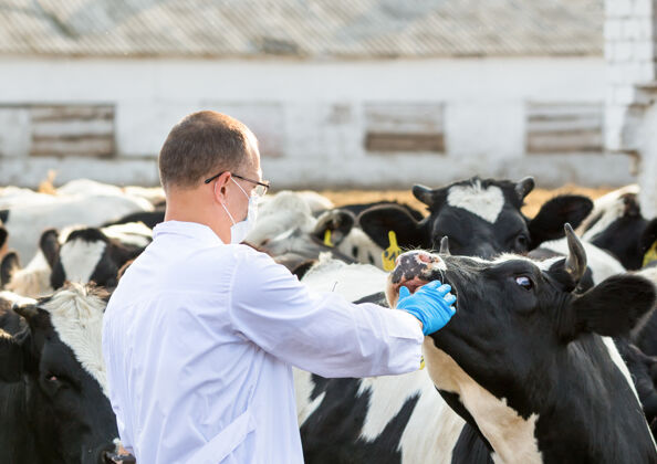 医疗兽医在农场检查奶牛样品诊断检查