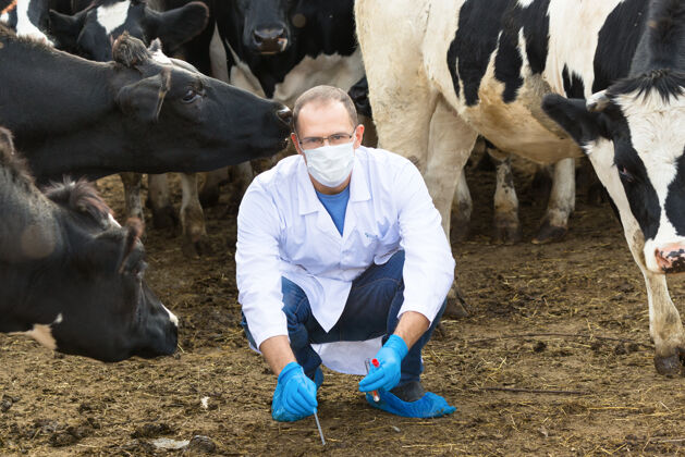 实验男卫生工作者在农场采集奶牛样本医疗保健医疗分析