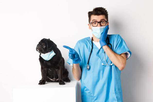 帅哥可爱的黑色哈巴狗戴着口罩看着左边的宣传横幅 医生在兽医诊所指指点点 站在白色的上方手套医院桌子