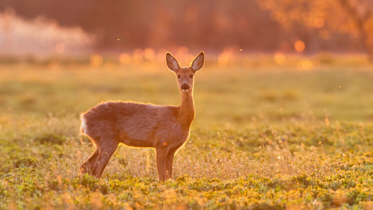 夜晚鹿鹿鹿鹿站在春天的绿色田野上 在夕阳的照耀下警觉注视秋天