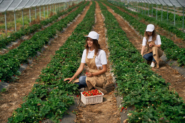 种植两个女人在温室里干活草莓种植工作