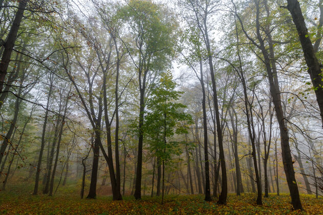 金雾蒙蒙的早晨 在秋天公园里风景优美草景雾