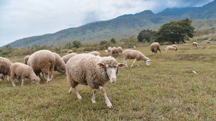 季节羊群在乡村的绿地上吃草风景美丽年轻