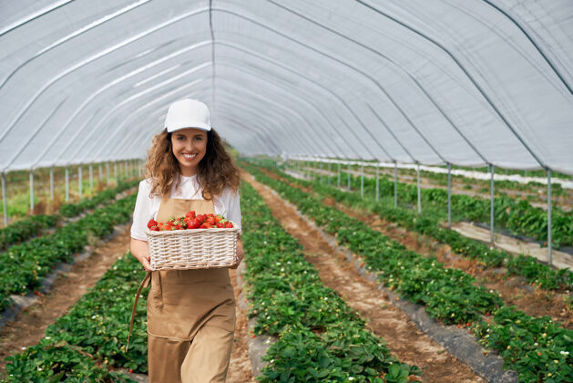 采摘卷曲的黑发女人手里拿着一大筐草莓帽子田地工作