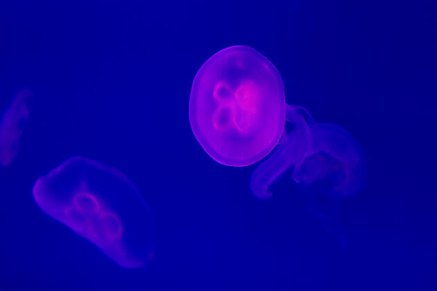 游泳水母阶段的荧光粉色水母 有大浮标和拖曳的触须在水下游泳有毒充满活力水下