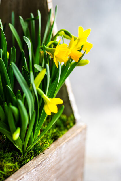 花美丽的花盆用黄色的水仙花作为春天的室内组成盒子构图室内
